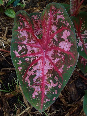 Caladium Carolyn Wharton